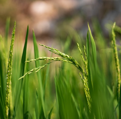 a close up of some green grass with a blurry background